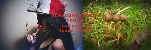 стаф Новозыбков